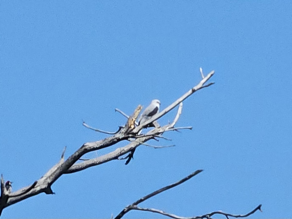 White-tailed Kite - ML618642900