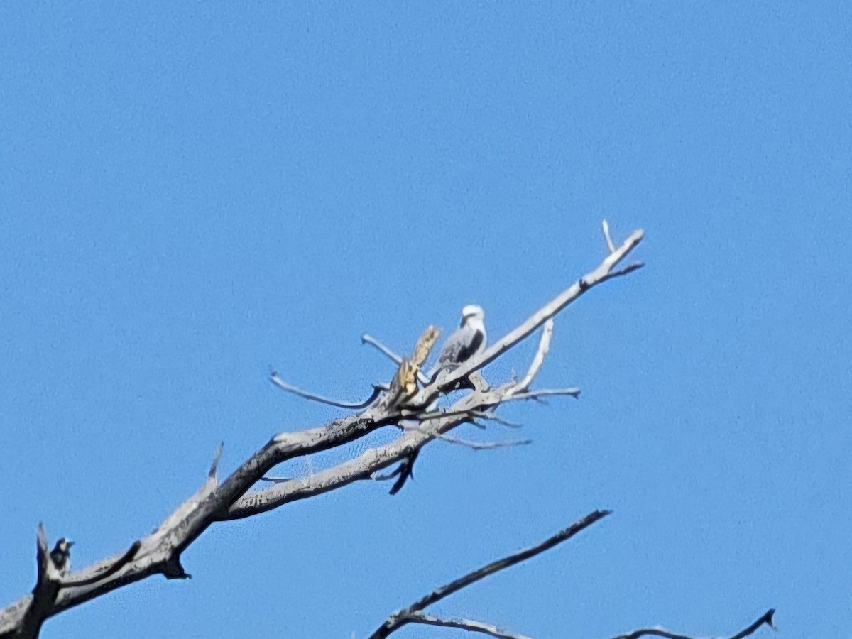 White-tailed Kite - ML618642901