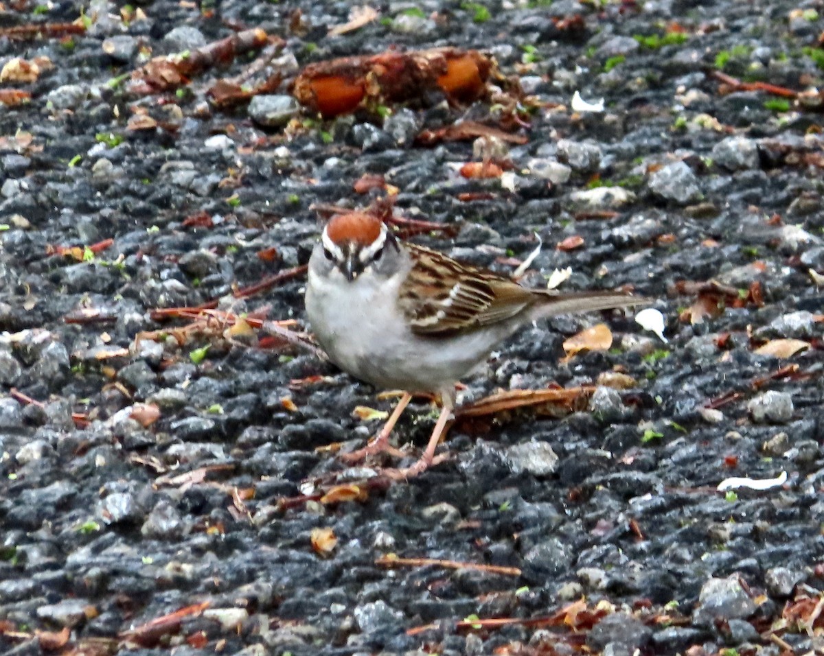Chipping Sparrow - ML618642921