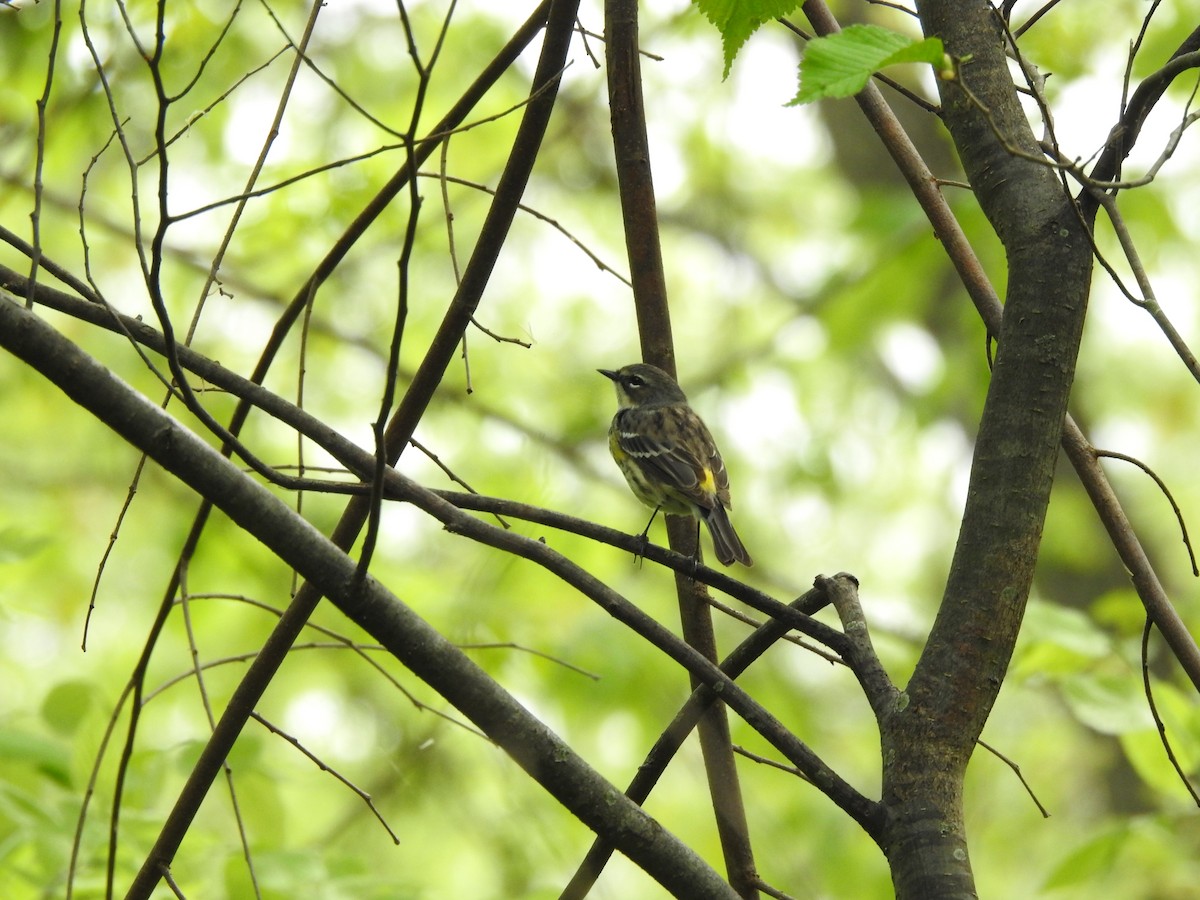 Yellow-rumped Warbler (Myrtle) - Joe Sudomir