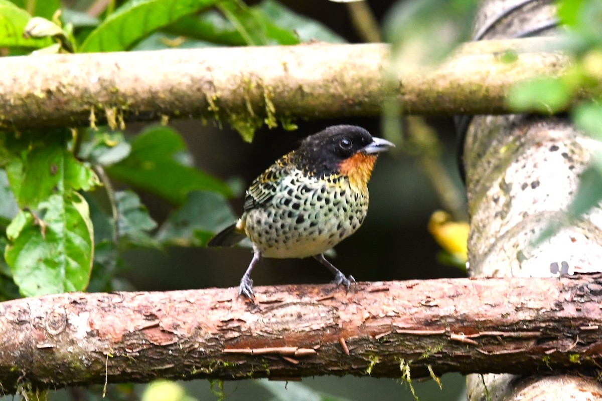 Rufous-throated Tanager - ML618642966