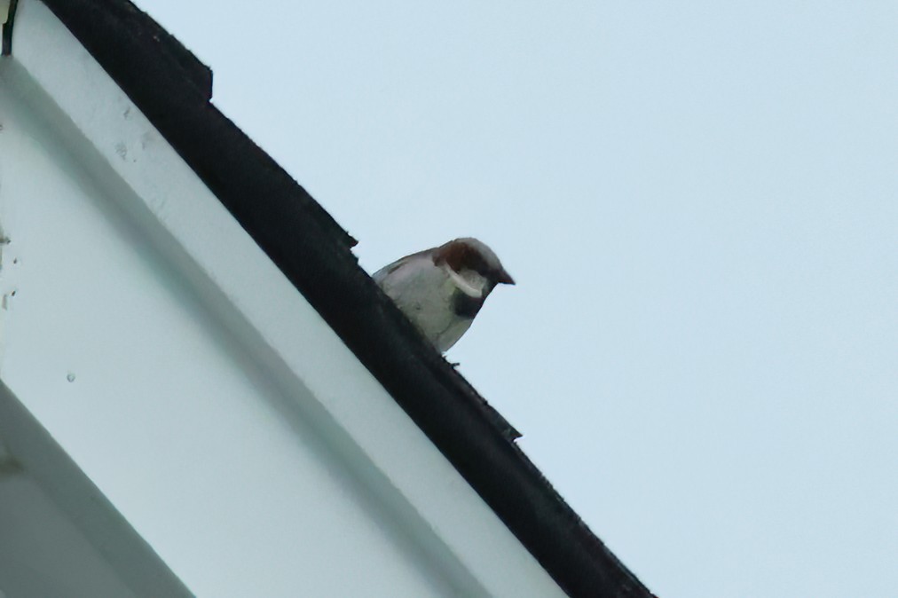 House Sparrow - ML618642979