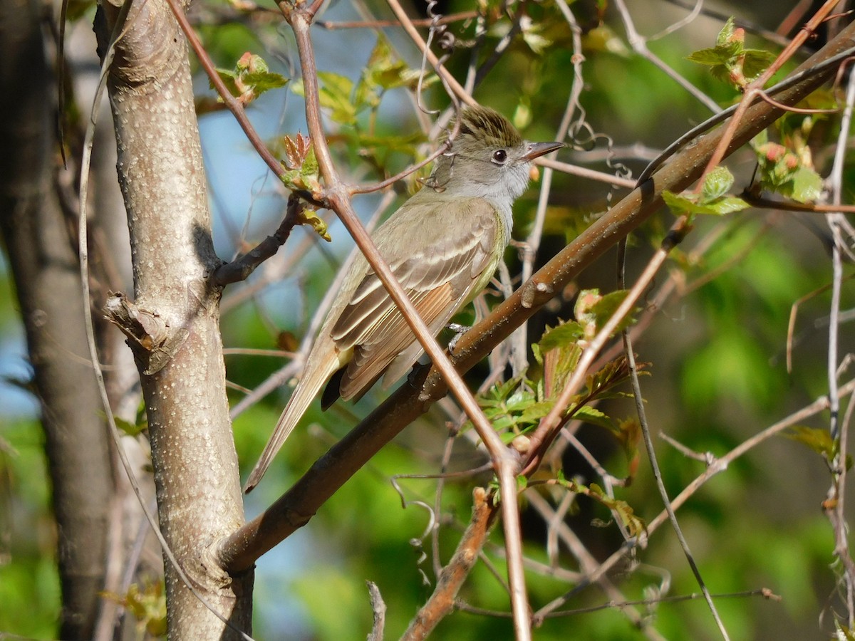 Great Crested Flycatcher - ML618643007