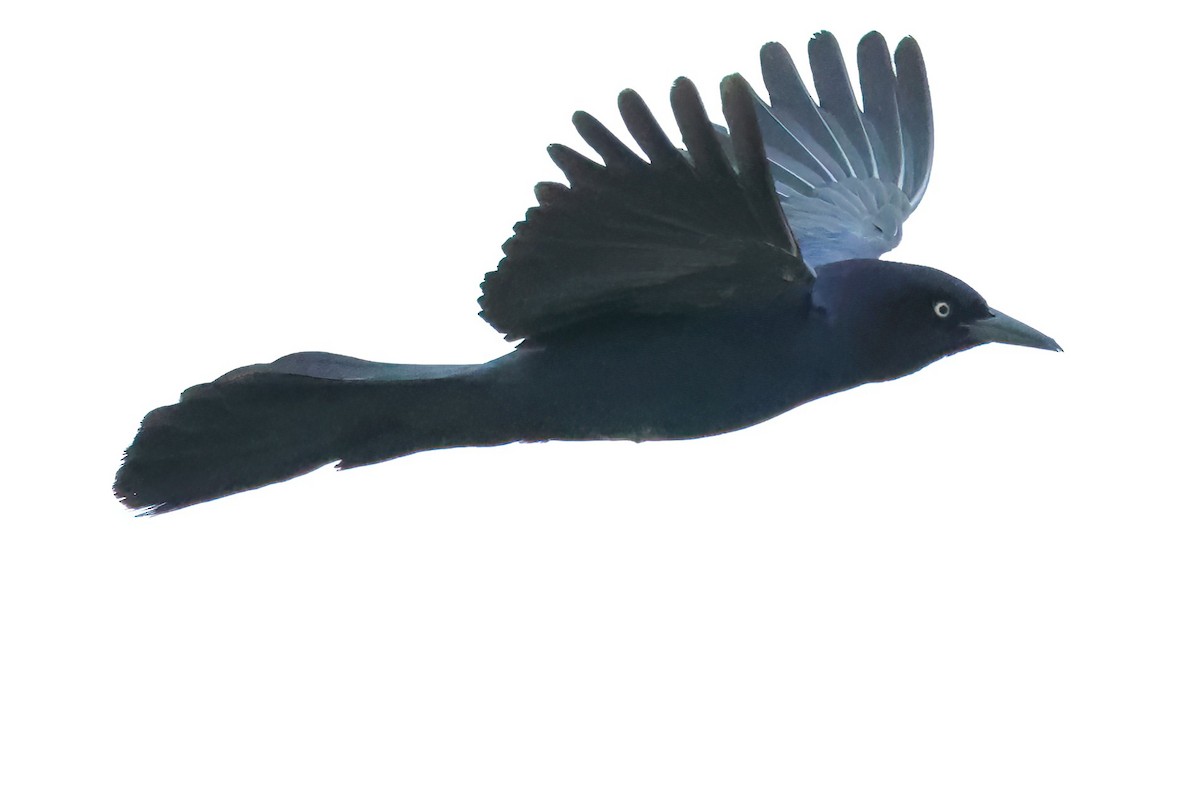 Boat-tailed Grackle - ML618643012