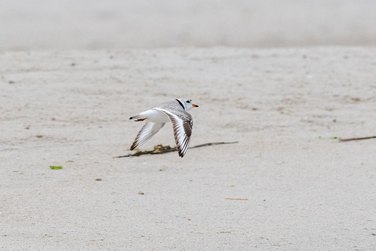 Piping Plover - ML618643034