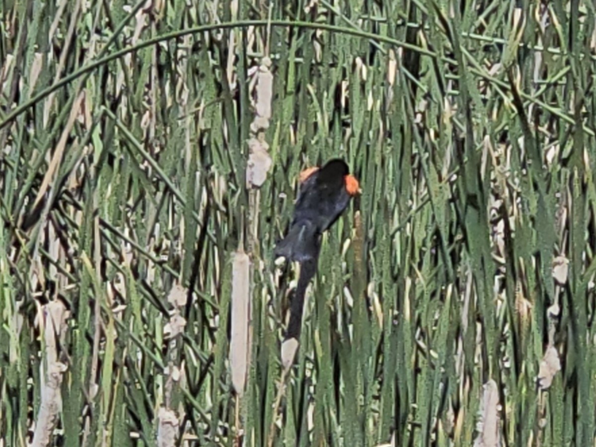 Red-winged Blackbird - ML618643048