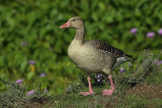 Graylag Goose (Siberian), ML61864311