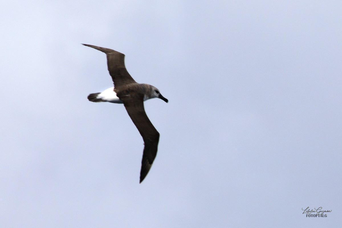 Albatros à sourcils noirs - ML618643117