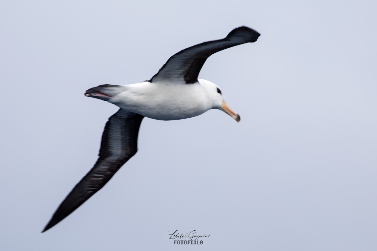 Albatros à sourcils noirs - ML618643131