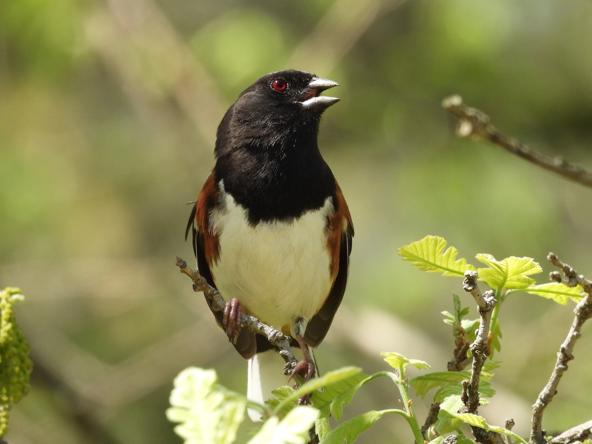 Spotted Towhee - Clayton Will