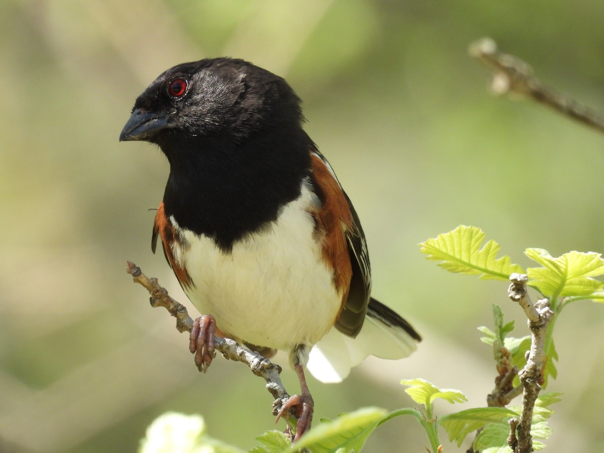 Spotted Towhee - ML618643138