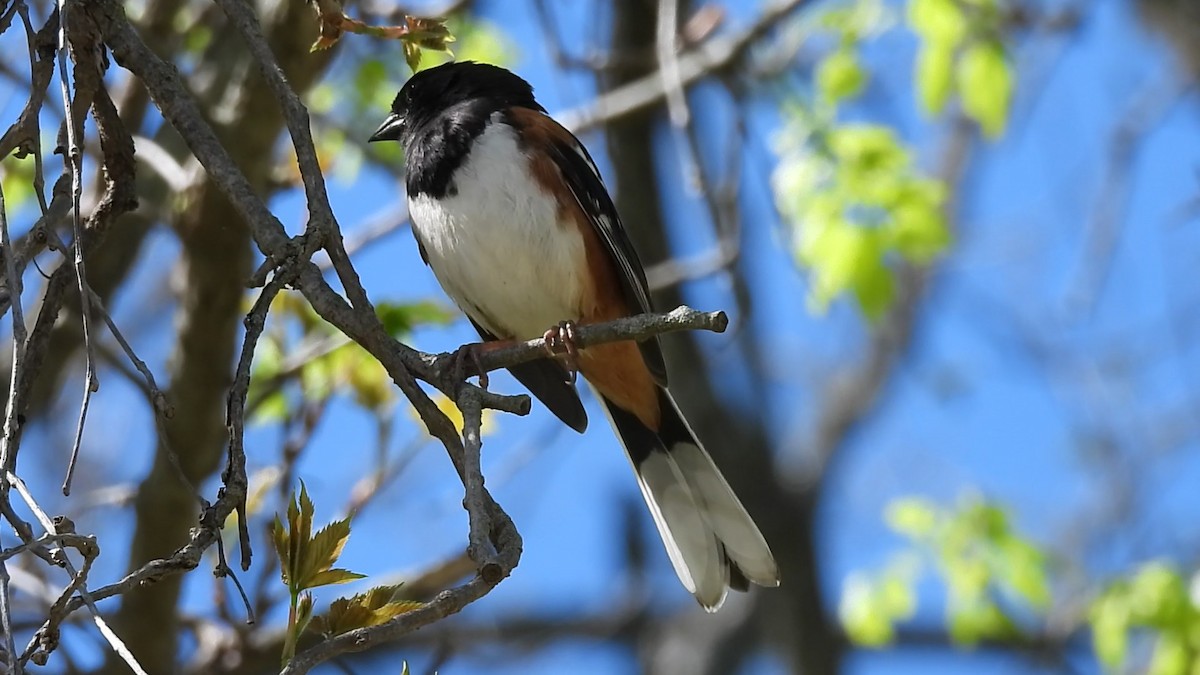 Spotted Towhee - ML618643144