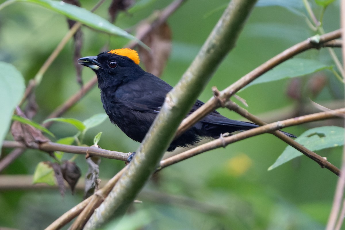 Tawny-crested Tanager - ML618643150