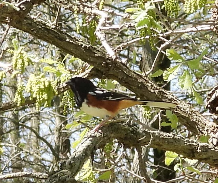 Spotted Towhee - ML618643160