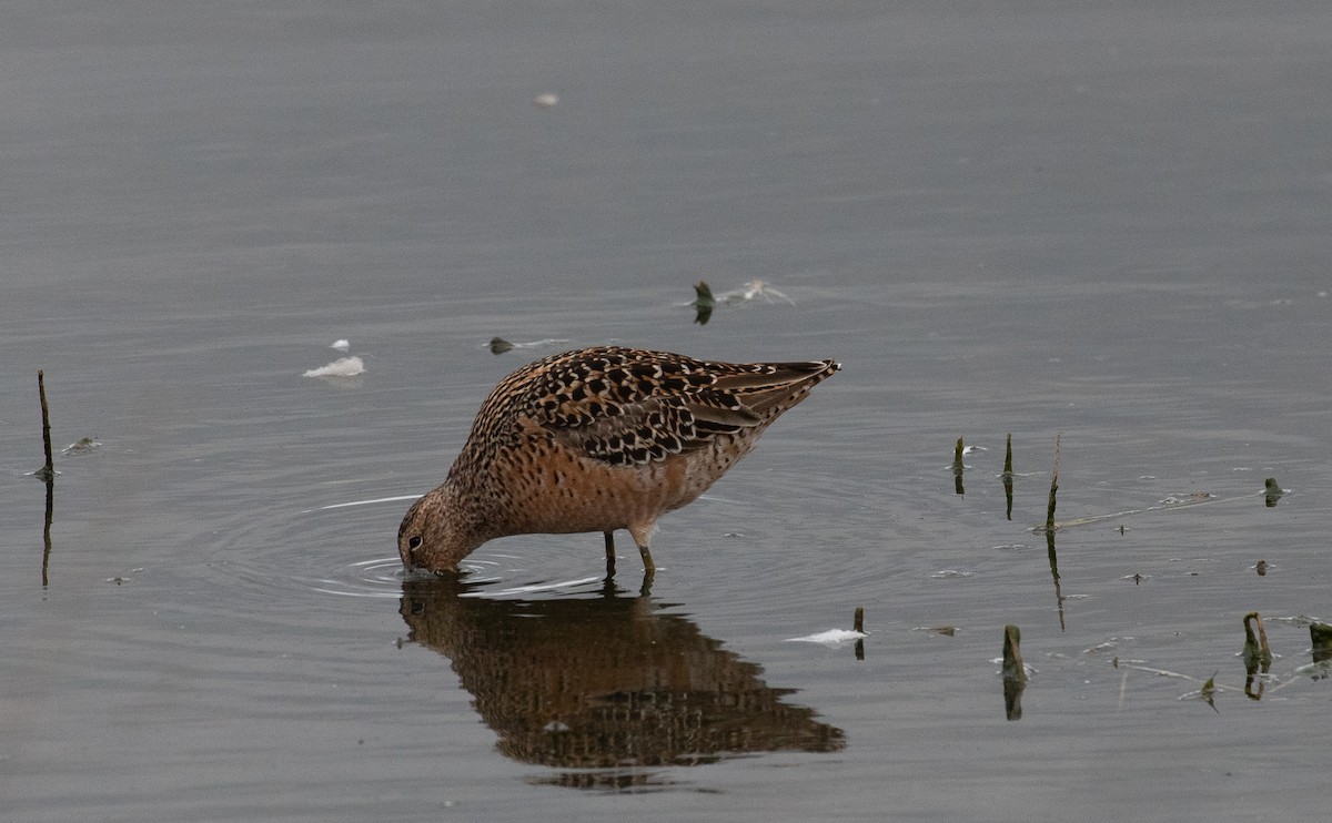 Long-billed Dowitcher - ML618643164