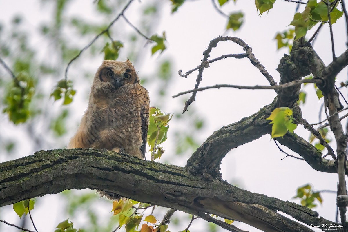 Great Horned Owl - ML618643171