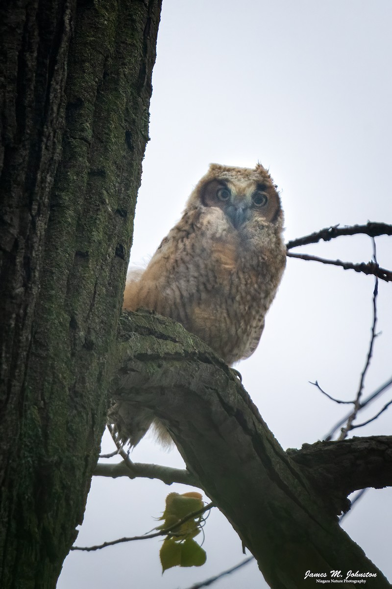 Great Horned Owl - ML618643172