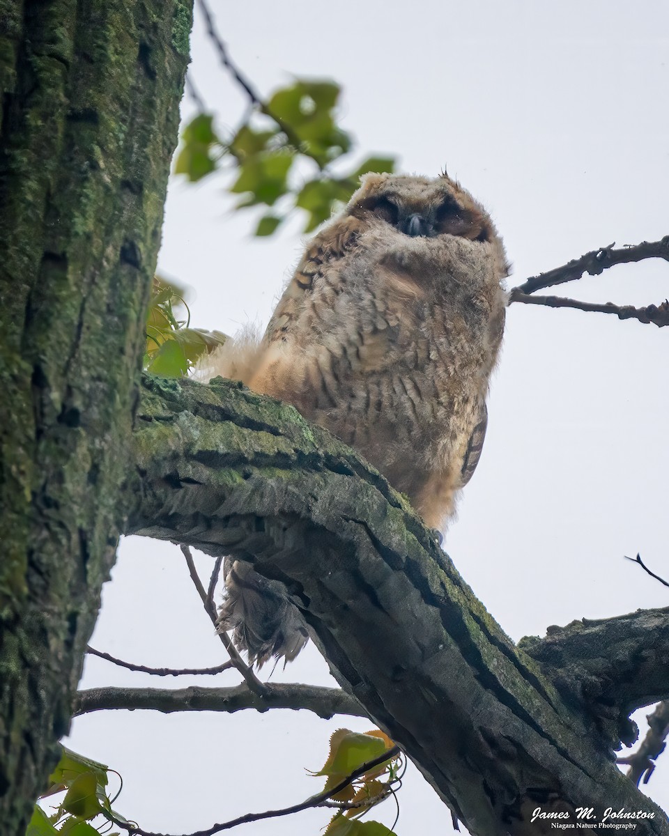 Great Horned Owl - ML618643173