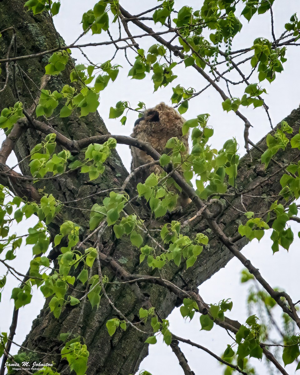 Great Horned Owl - James Johnston