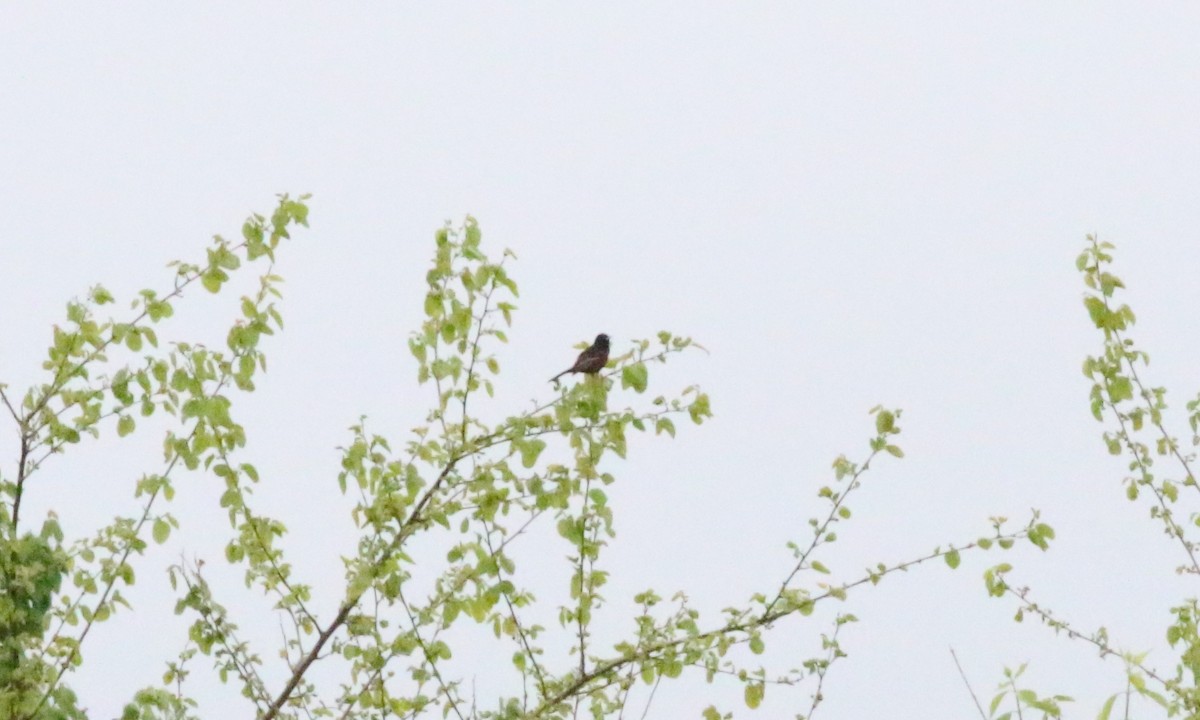 Orchard Oriole - ML618643197
