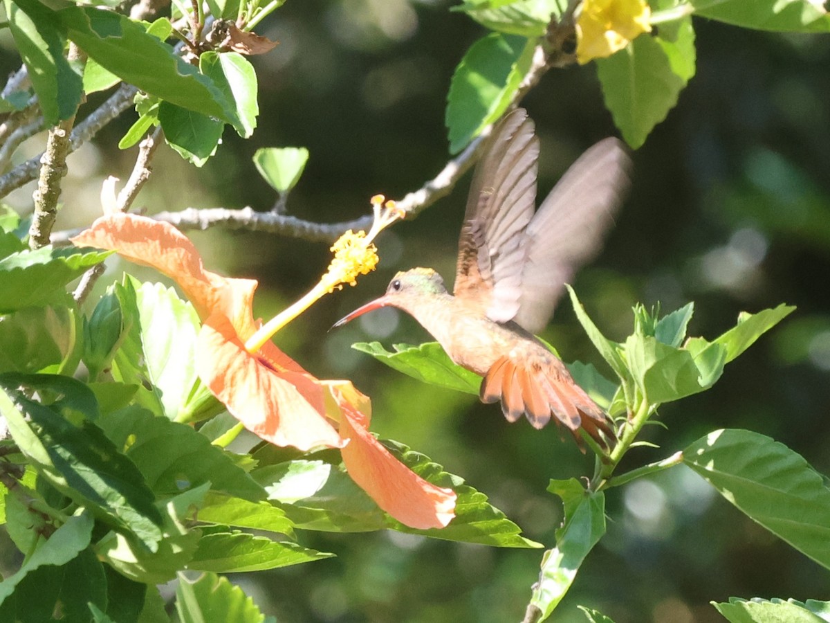 Cinnamon Hummingbird - ML618643218