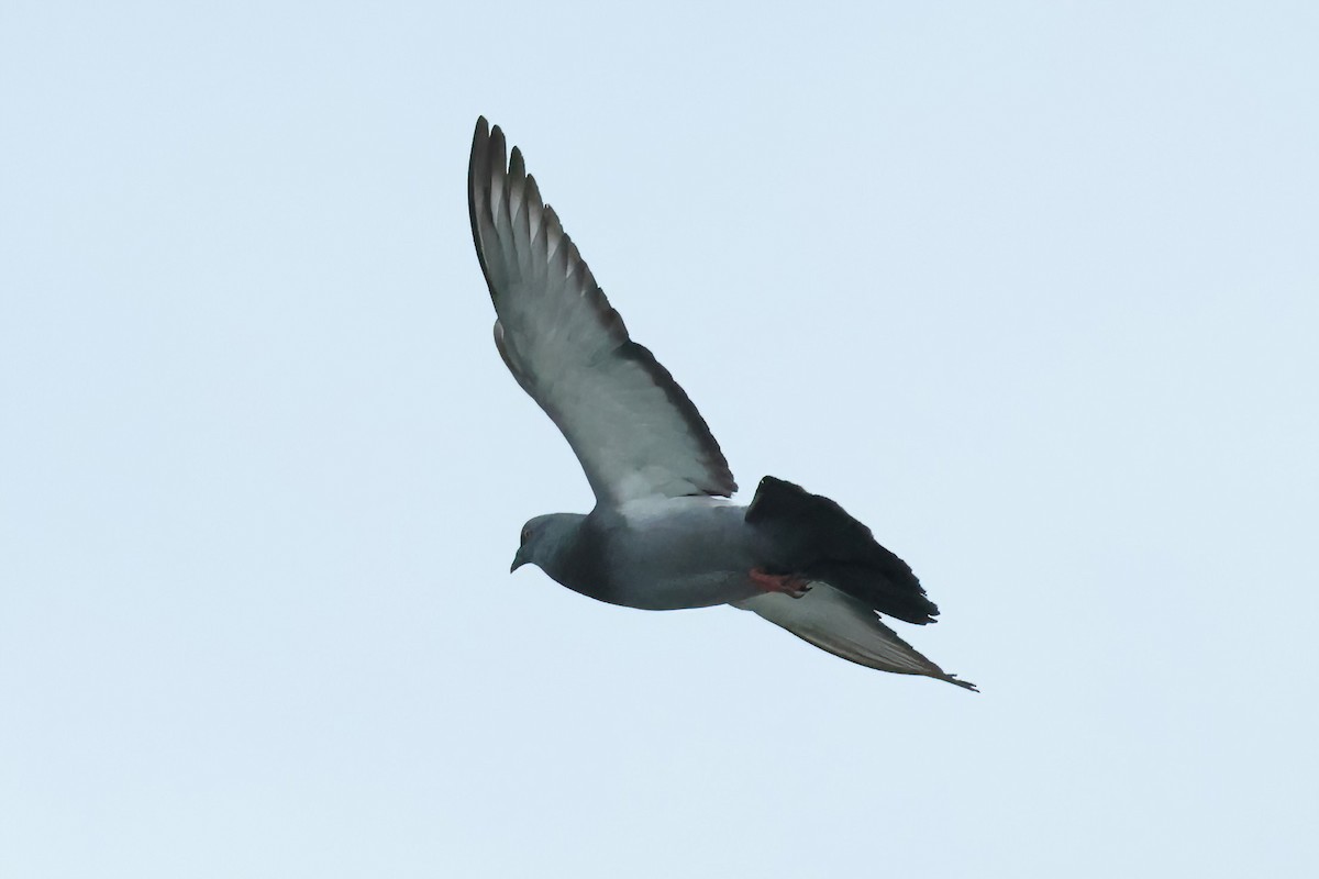 Rock Pigeon (Feral Pigeon) - ML618643221
