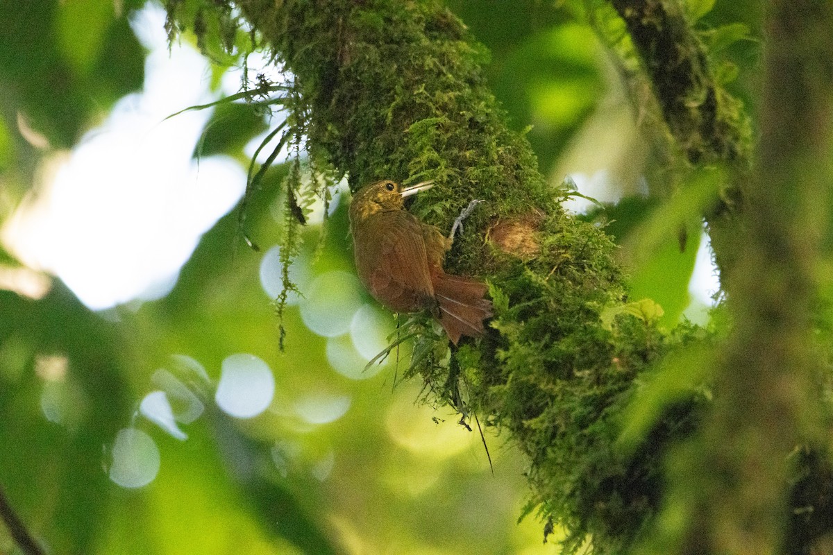 Spotted Woodcreeper - ML618643288