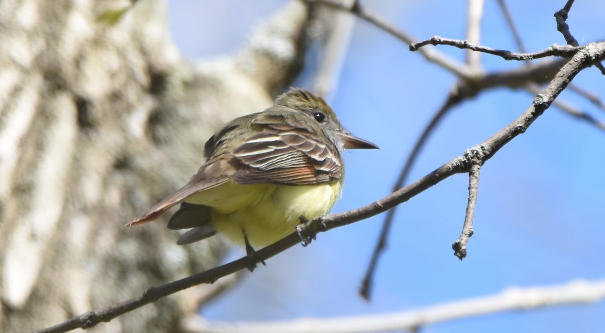 Great Crested Flycatcher - ML618643314