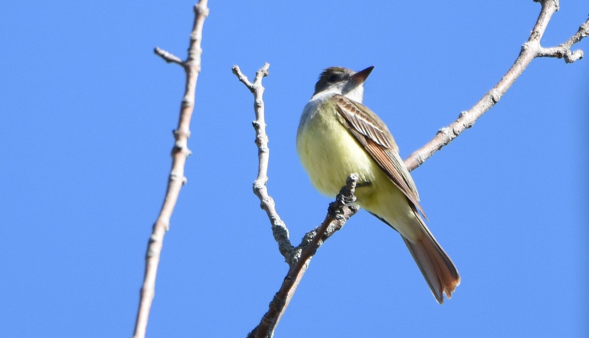 Great Crested Flycatcher - ML618643315