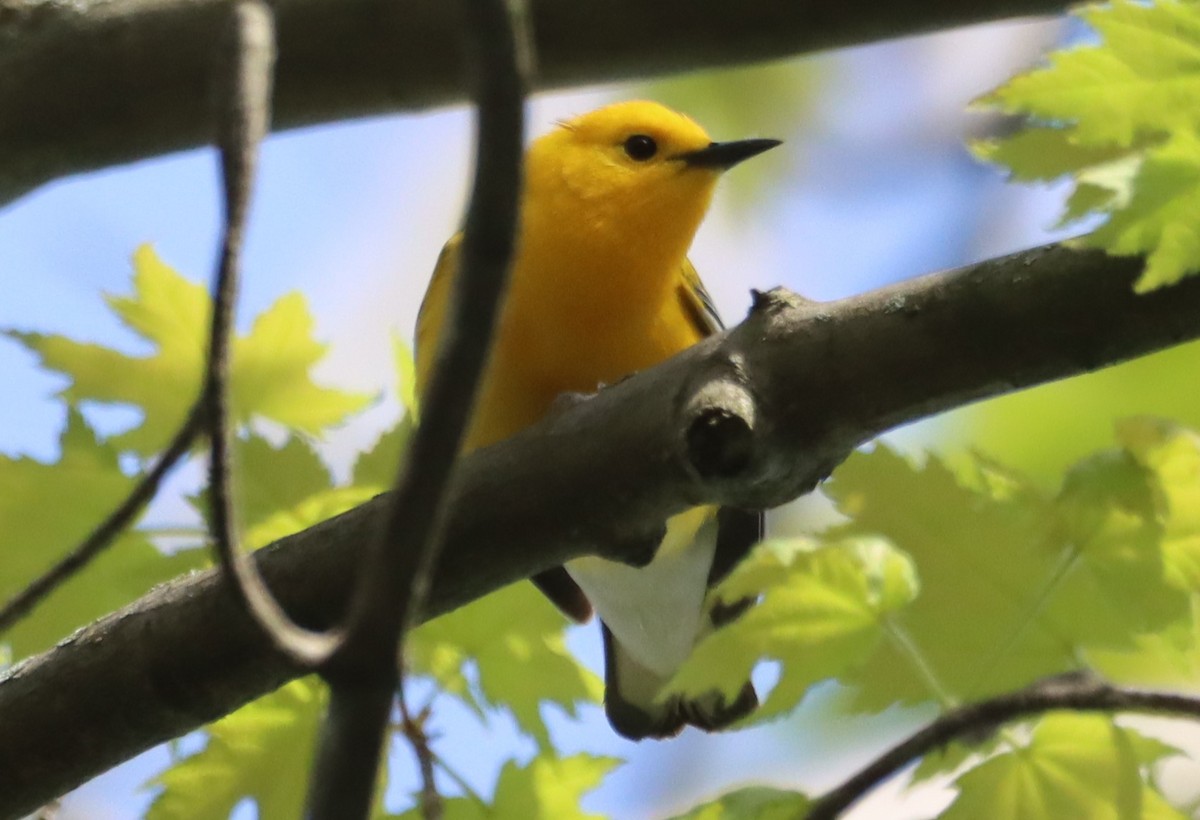Prothonotary Warbler - ML618643358