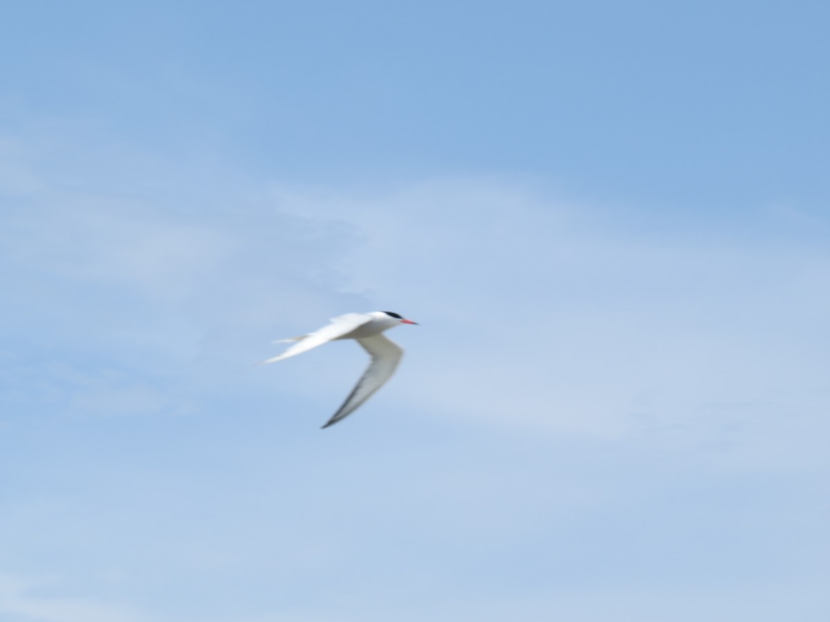 Common Tern - ML618643369