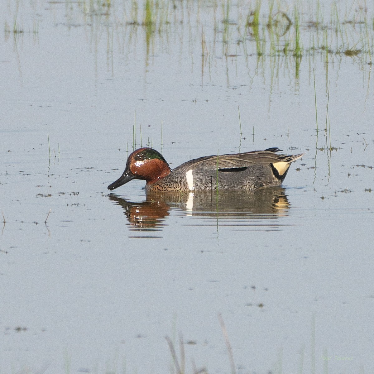 Green-winged Teal - ML618643383