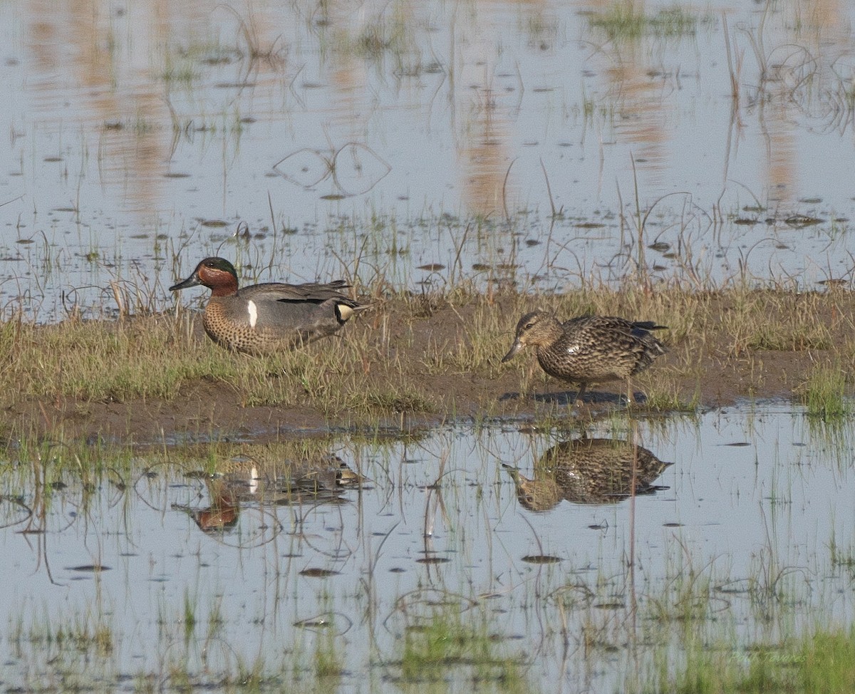 Green-winged Teal - ML618643384