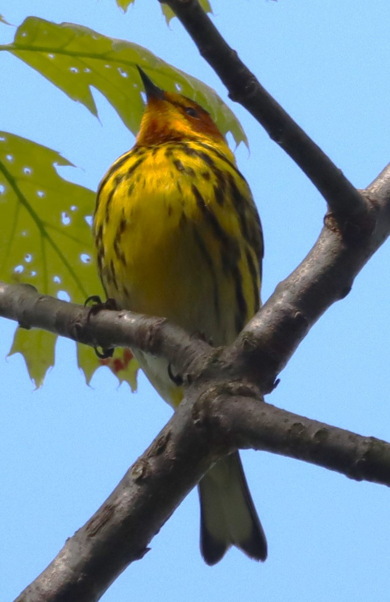 Cape May Warbler - ML618643395