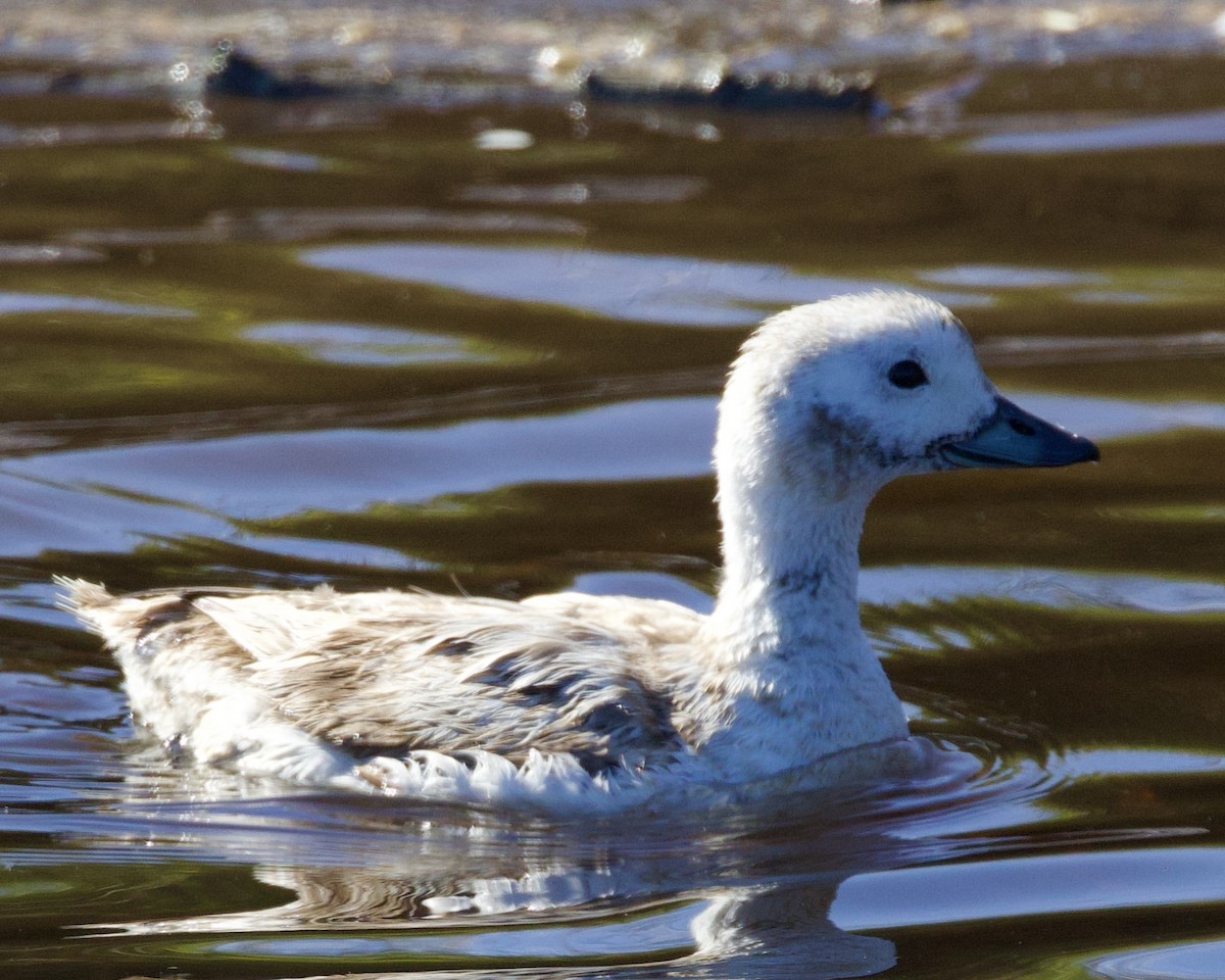 Long-tailed Duck - ML618643404