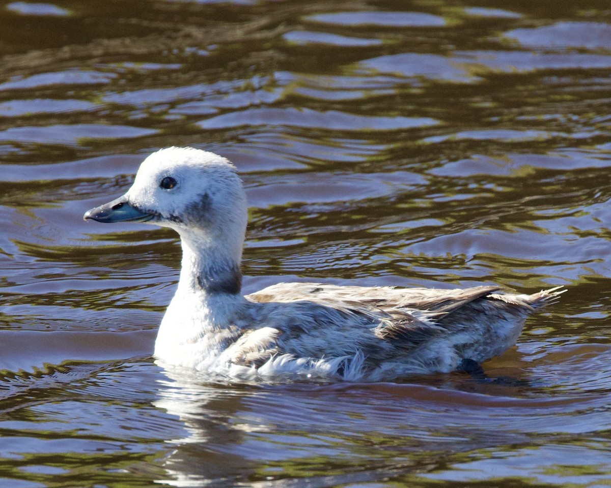 Long-tailed Duck - ML618643405