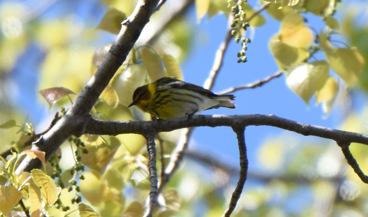 Cape May Warbler - ML618643469
