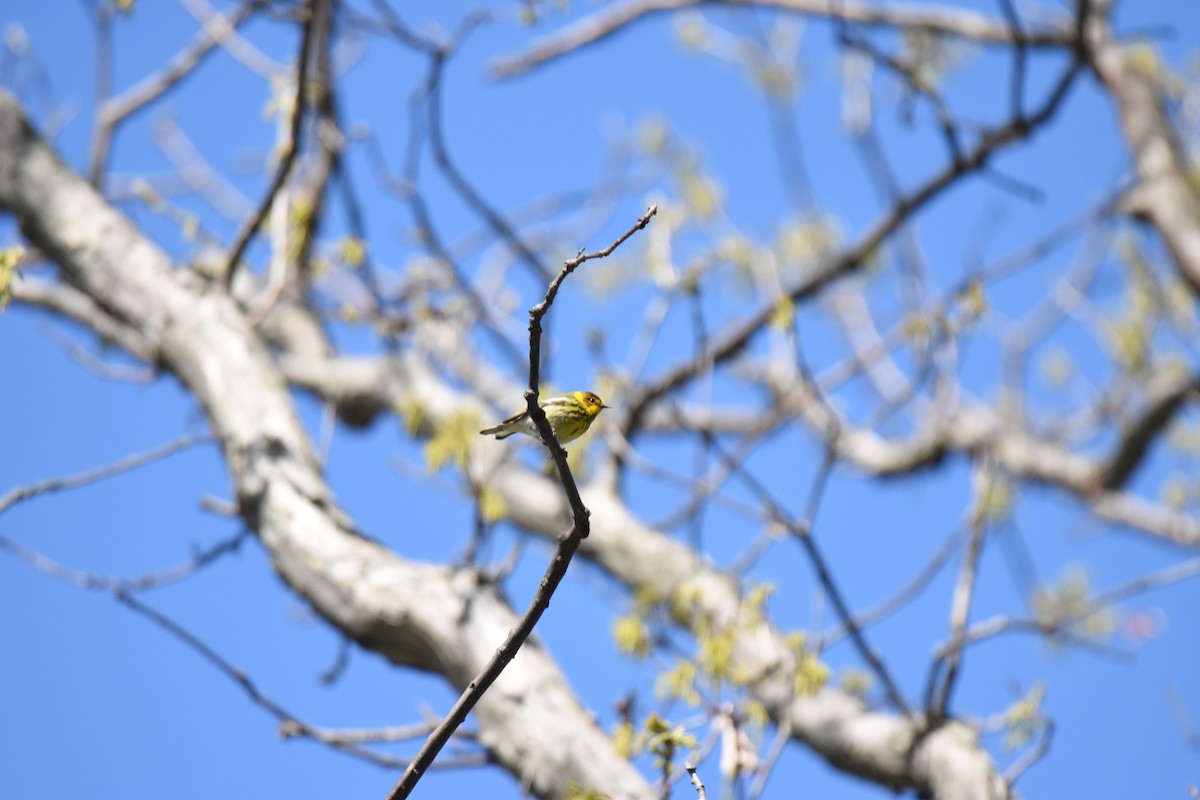 Cape May Warbler - ML618643471