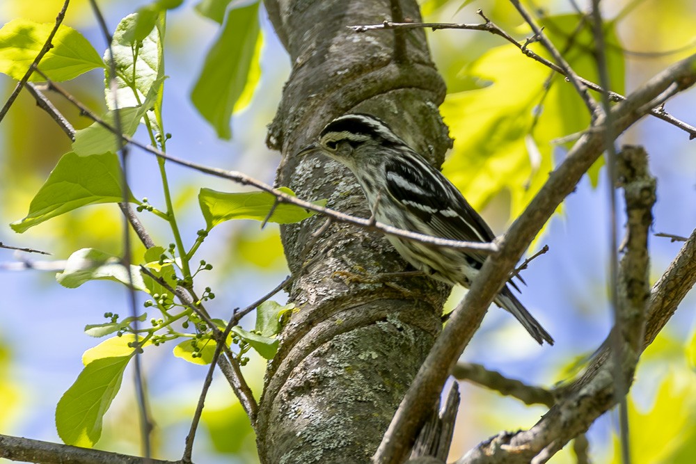 Black-and-white Warbler - ML618643478
