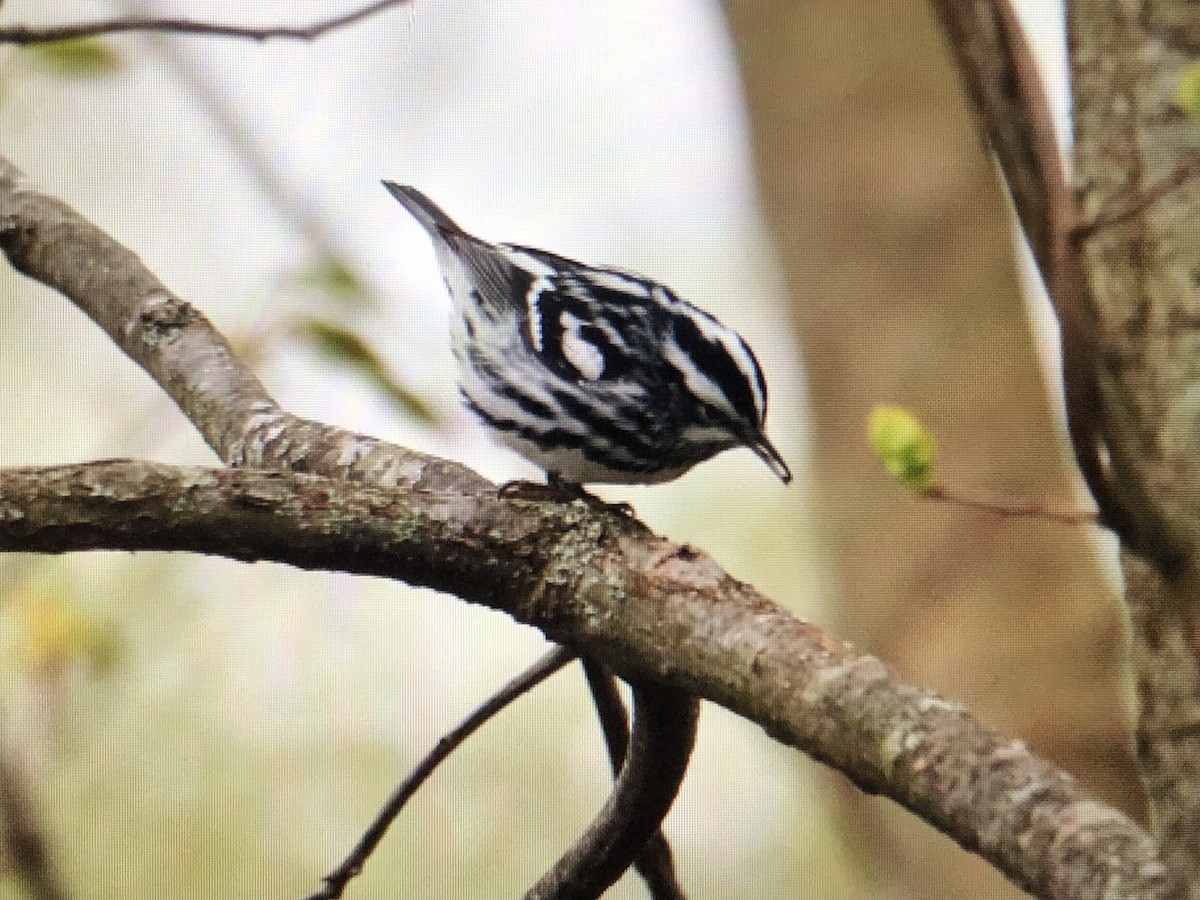 Black-and-white Warbler - ML618643485
