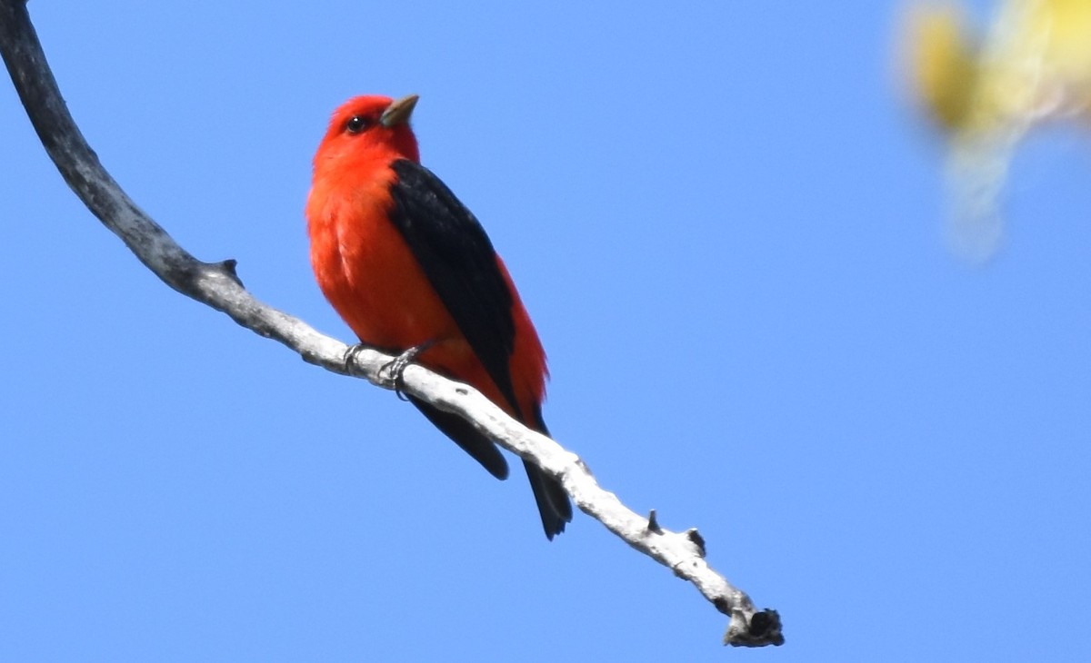 Scarlet Tanager - ML618643504
