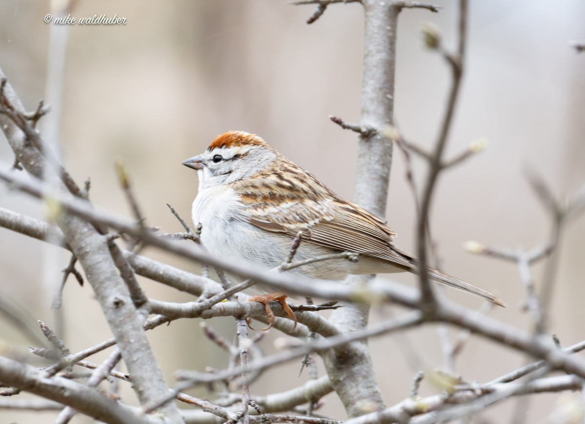 Chipping Sparrow - ML618643507
