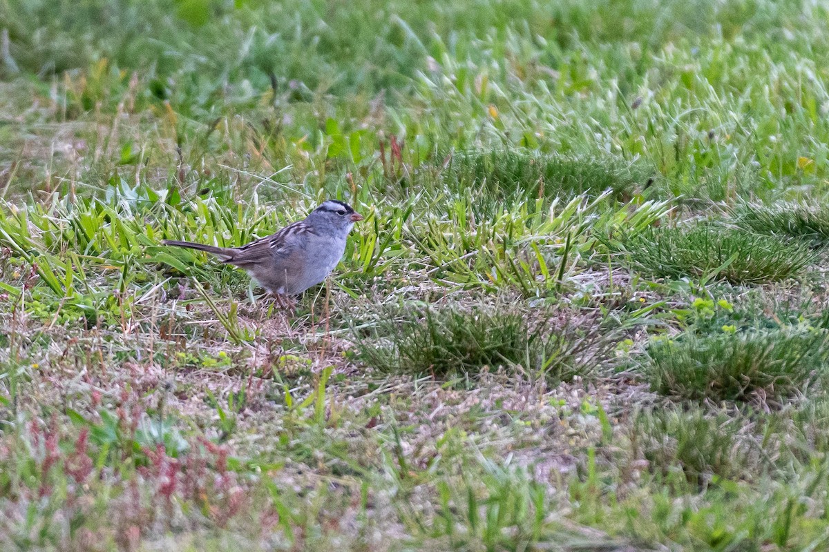White-crowned Sparrow - ML618643512
