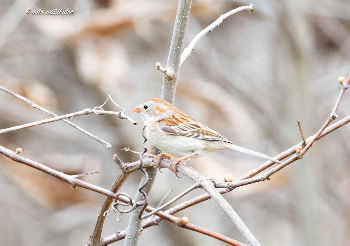 Field Sparrow - ML618643535