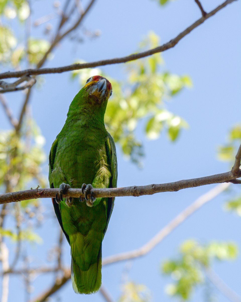 Red-lored Parrot - ML618643552