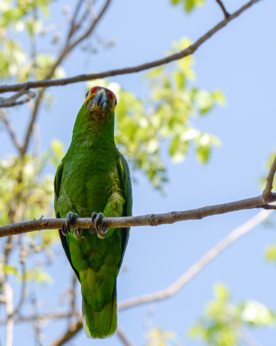 Red-lored Parrot - ML618643553