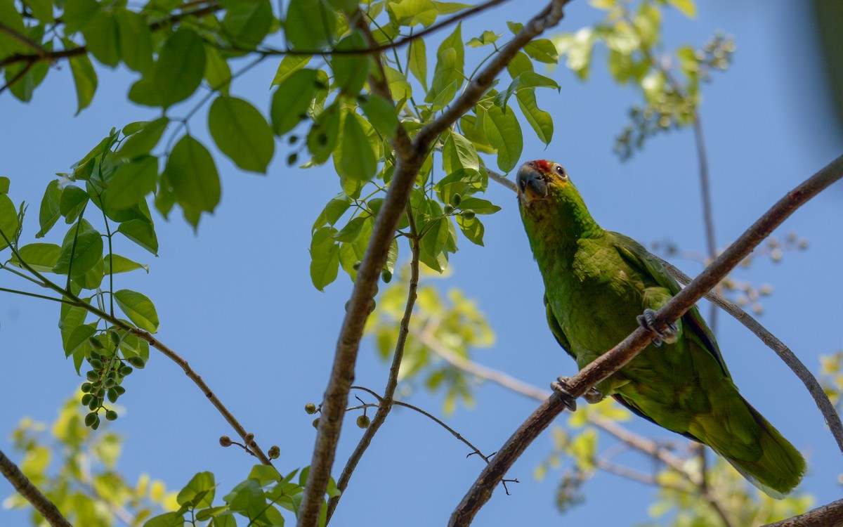 Red-lored Parrot - ML618643555
