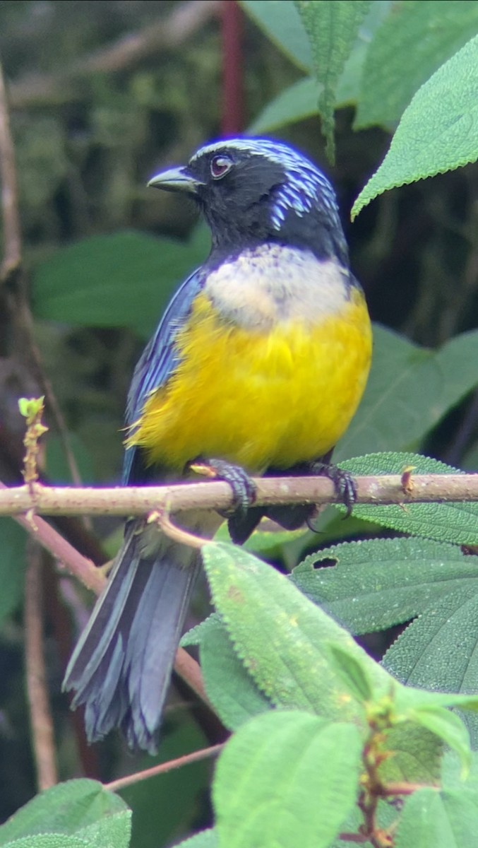 Buff-breasted Mountain Tanager - ML618643566