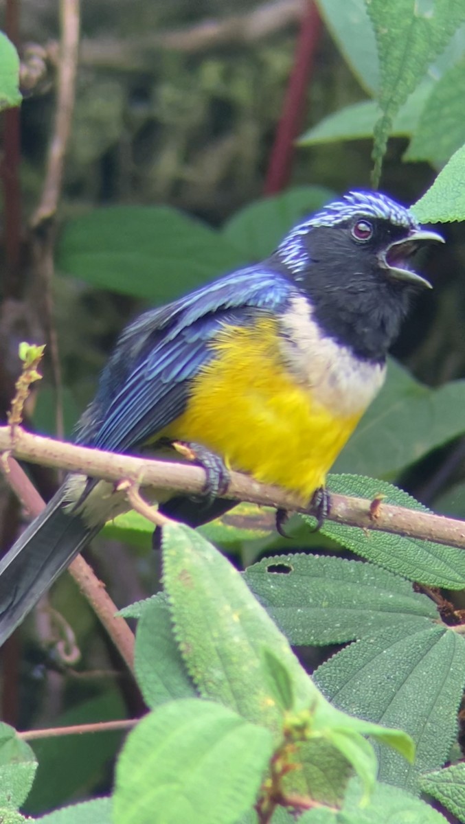 Buff-breasted Mountain Tanager - ML618643572