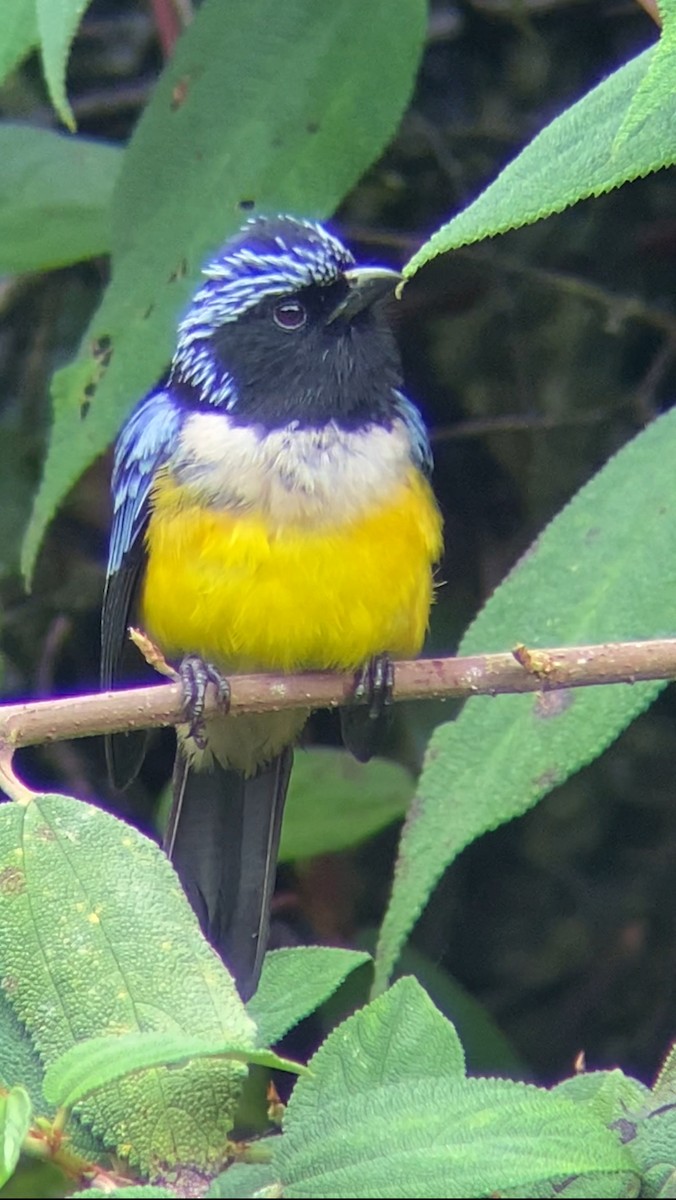Buff-breasted Mountain Tanager - ML618643610